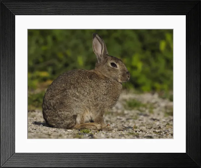 Framed Print : Picture No. 11992560 Framed Print : Picture No. 11992560
