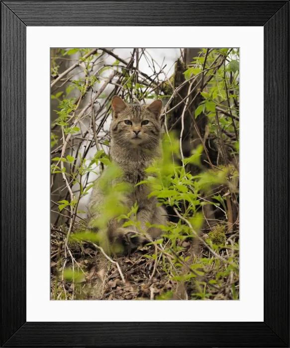 Framed Print : Picture No. 11992561 Framed Print : Picture No. 11992561