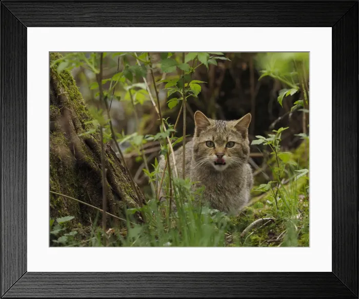 Framed Print : Picture No. 11992562