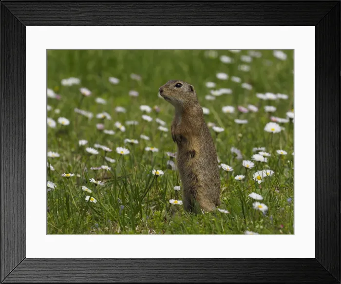 Framed Print : Picture No. 11992563 Framed Print : Picture No. 11992563