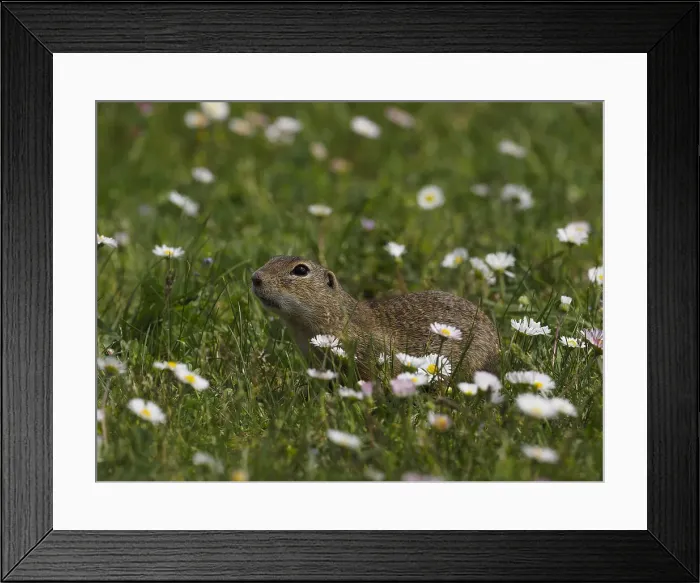 Framed Print : Picture No. 11992564 Framed Print : Picture No. 11992564