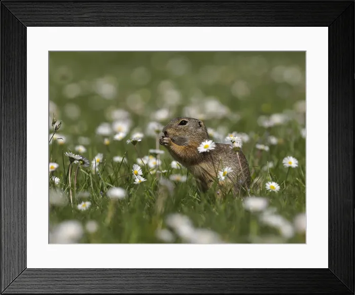 Framed Print : Picture No. 11992565 Framed Print : Picture No. 11992565