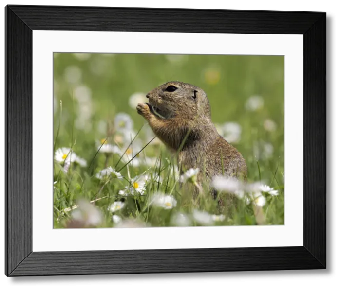 Framed Print : Picture No. 11992566 Framed Print : Picture No. 11992566