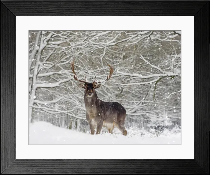 Framed Print : Picture No. 11993343 Framed Print : Picture No. 11993343