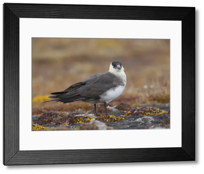 Framed Print : Picture No. 11992145 Framed Print : Picture No. 11992145