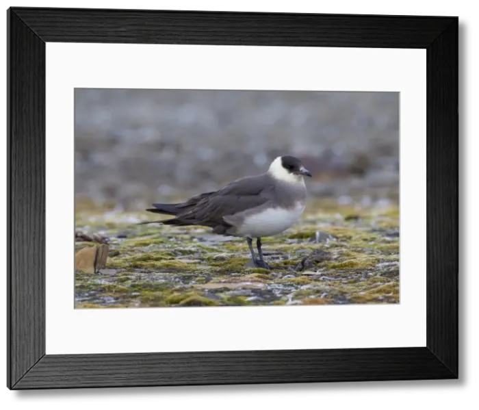 Framed Print : Picture No. 11992146 Framed Print : Picture No. 11992146