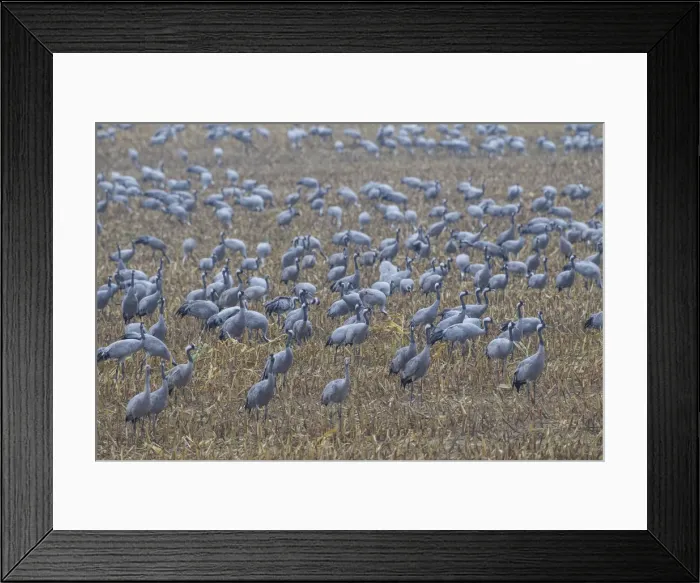 Framed Print : Picture No. 11992153 Framed Print : Picture No. 11992153