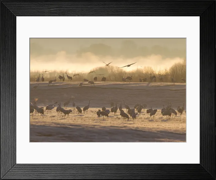 Framed Print : Picture No. 11992155 Framed Print : Picture No. 11992155