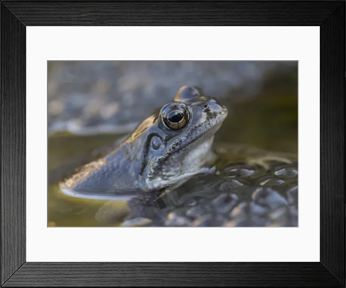 Framed Print : Picture No. 11992156 Framed Print : Picture No. 11992156