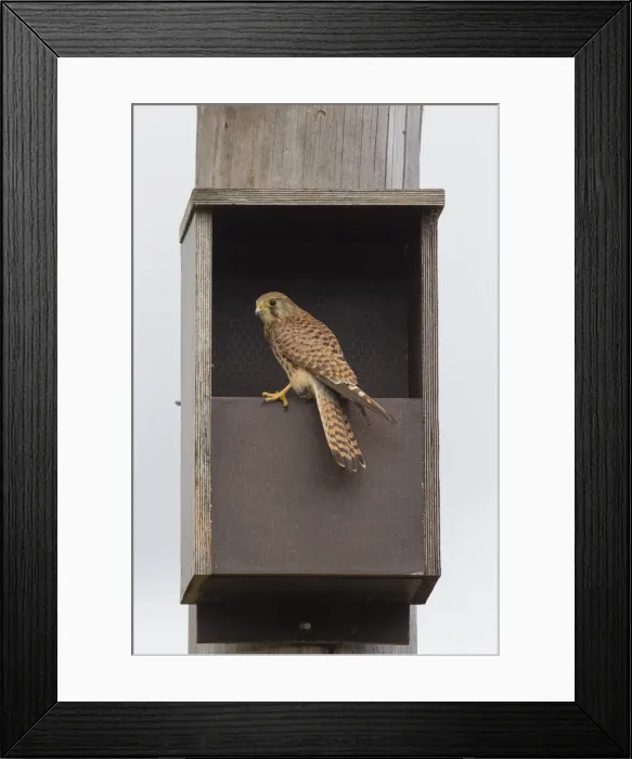 Framed Print : Picture No. 11992157 Framed Print : Picture No. 11992157