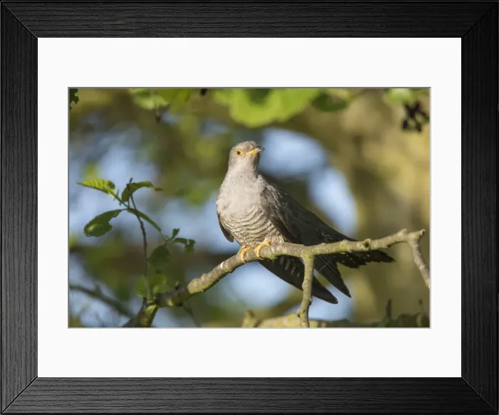 Framed Print : Picture No. 11992167 Framed Print : Picture No. 11992167
