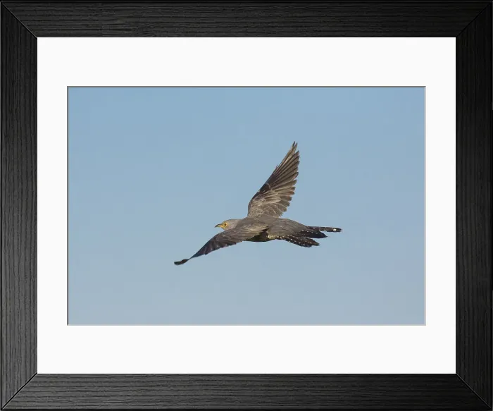 Framed Print : Picture No. 11992168 Framed Print : Picture No. 11992168