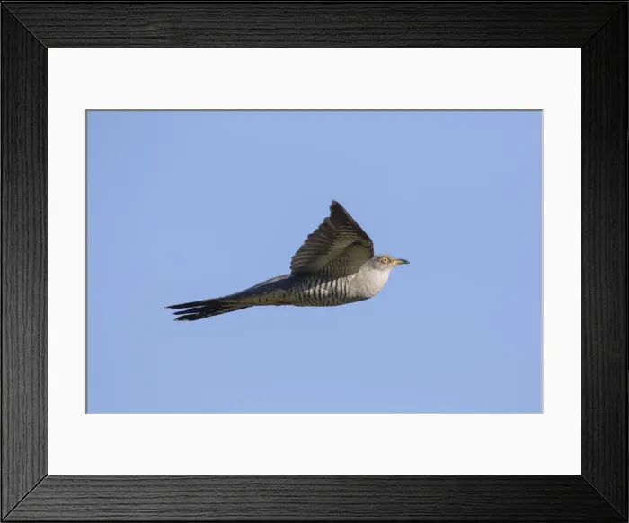 Framed Print : Picture No. 11992169 Framed Print : Picture No. 11992169