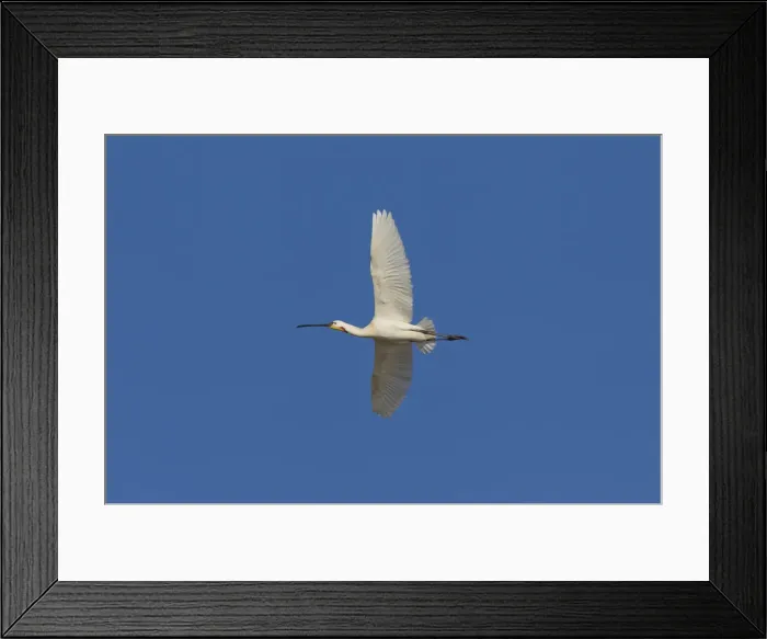Framed Print : Picture No. 11992172 Framed Print : Picture No. 11992172