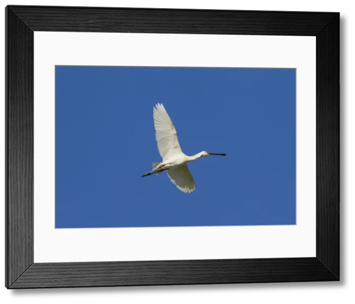 Framed Print : Picture No. 11992174 Framed Print : Picture No. 11992174