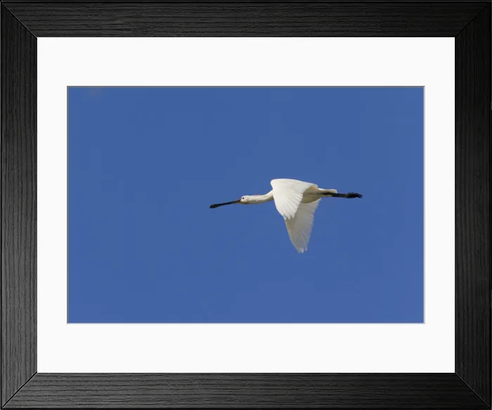 Framed Print : Picture No. 11992175 Framed Print : Picture No. 11992175