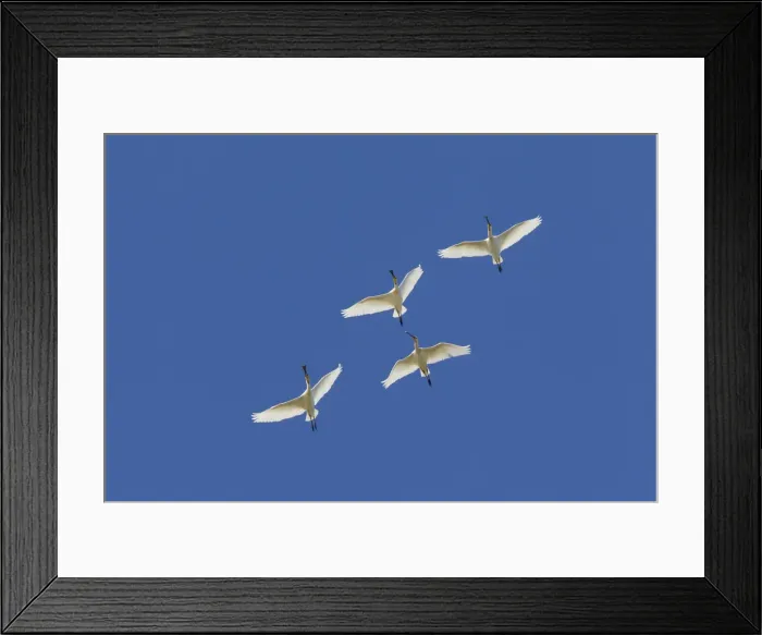 Framed Print : Picture No. 11992176 Framed Print : Picture No. 11992176