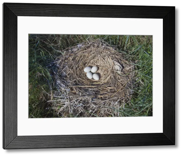 Framed Print : Picture No. 11992177 Framed Print : Picture No. 11992177