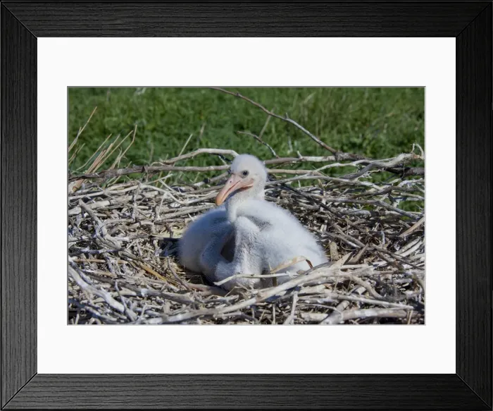 Framed Print : Picture No. 11992178 Framed Print : Picture No. 11992178