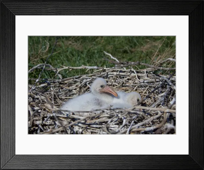 Framed Print : Picture No. 11992179 Framed Print : Picture No. 11992179