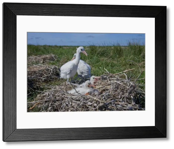 Framed Print : Picture No. 11992180 Framed Print : Picture No. 11992180