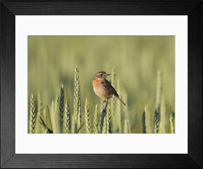 Framed Print : Picture No. 11992181 Framed Print : Picture No. 11992181