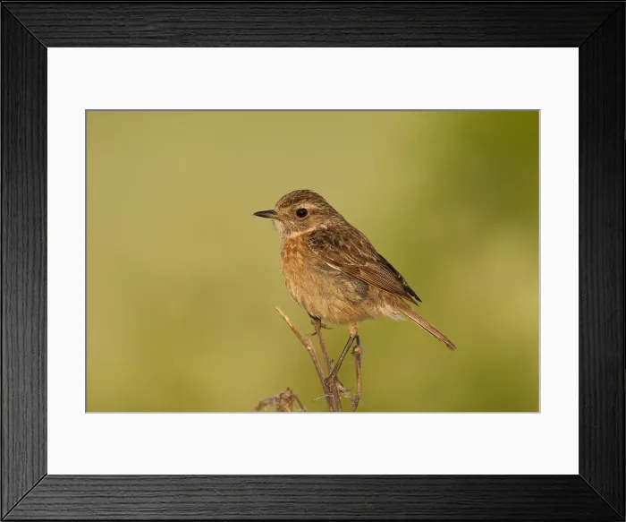 Framed Print : Picture No. 11992182 Framed Print : Picture No. 11992182