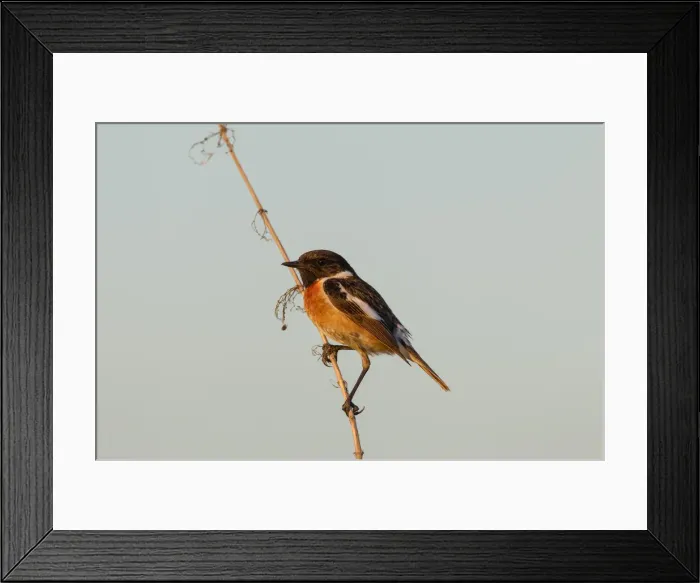 Framed Print : Picture No. 11992184 Framed Print : Picture No. 11992184