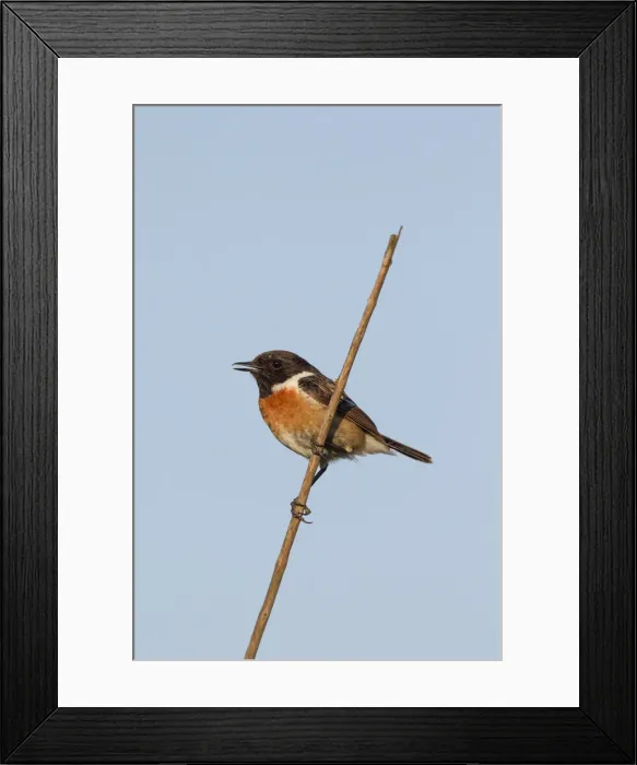 Framed Print : Picture No. 11992183 Framed Print : Picture No. 11992183