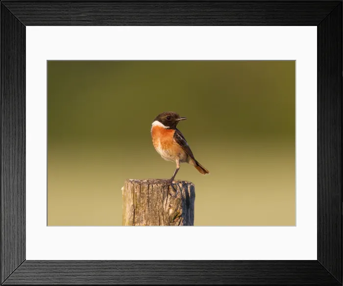 Framed Print : Picture No. 11992185 Framed Print : Picture No. 11992185