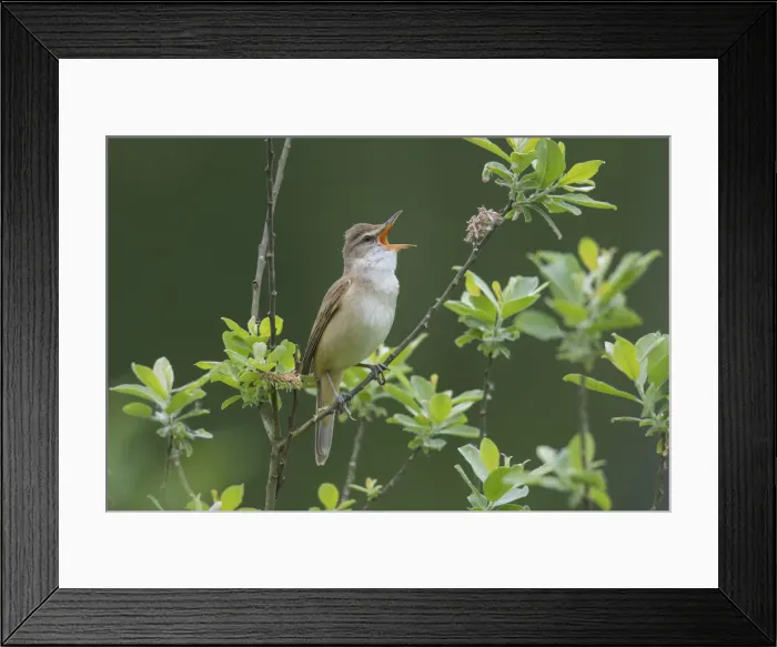 Framed Print : Picture No. 11992191 Framed Print : Picture No. 11992191