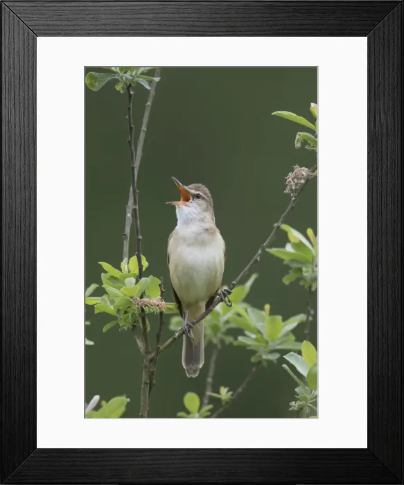 Framed Print : Picture No. 11992192 Framed Print : Picture No. 11992192