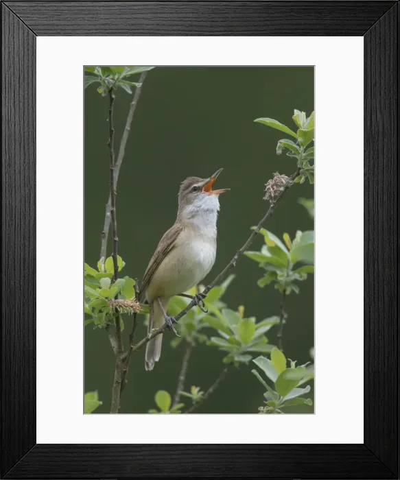 Framed Print : Picture No. 11992193 Framed Print : Picture No. 11992193