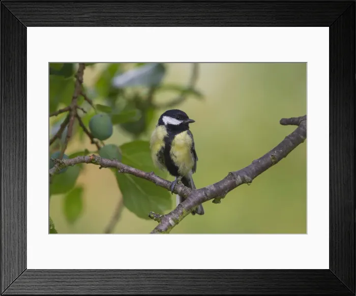 Framed Print : Picture No. 11992194 Framed Print : Picture No. 11992194