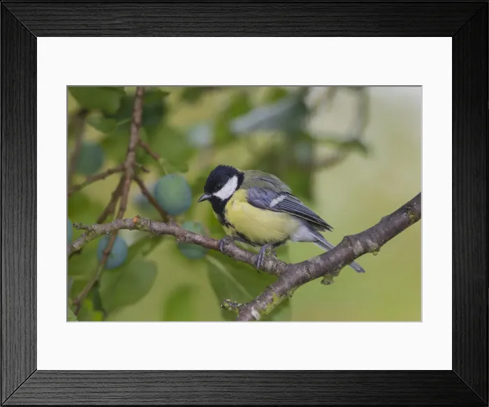 Framed Print : Picture No. 11992195 Framed Print : Picture No. 11992195