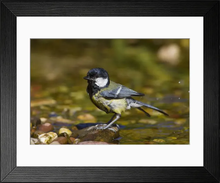 Framed Print : Picture No. 11992199 Framed Print : Picture No. 11992199