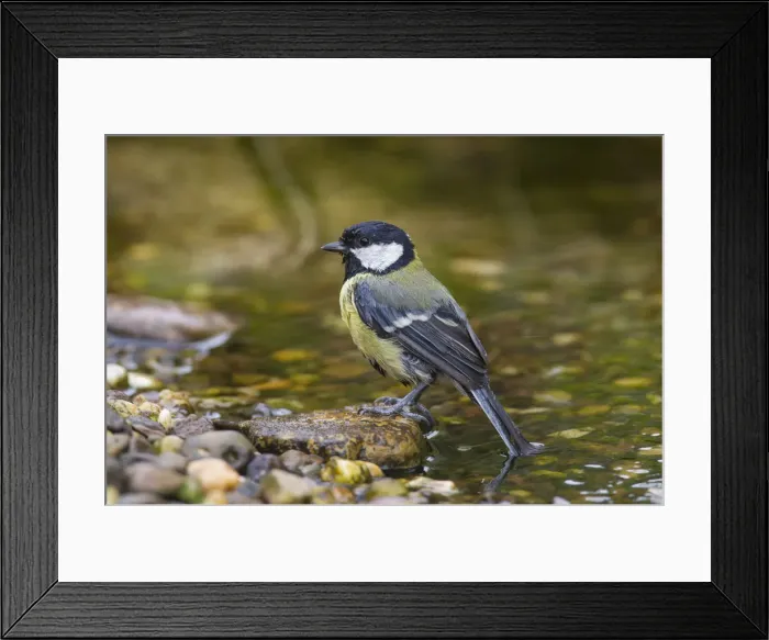 Framed Print : Picture No. 11992200 Framed Print : Picture No. 11992200
