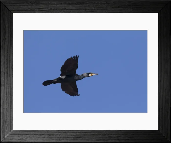 Framed Print : Picture No. 11992202 Framed Print : Picture No. 11992202