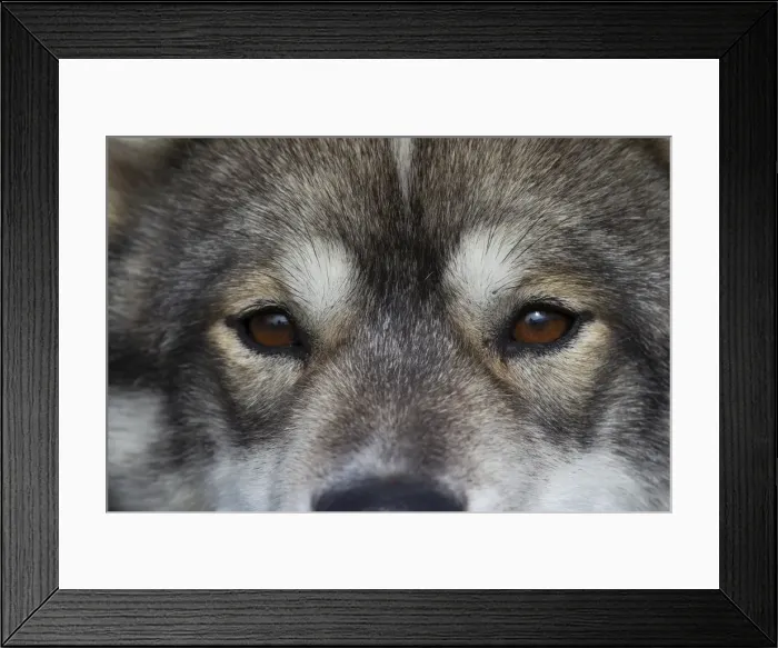 Framed Print : Picture No. 11992205 Framed Print : Picture No. 11992205