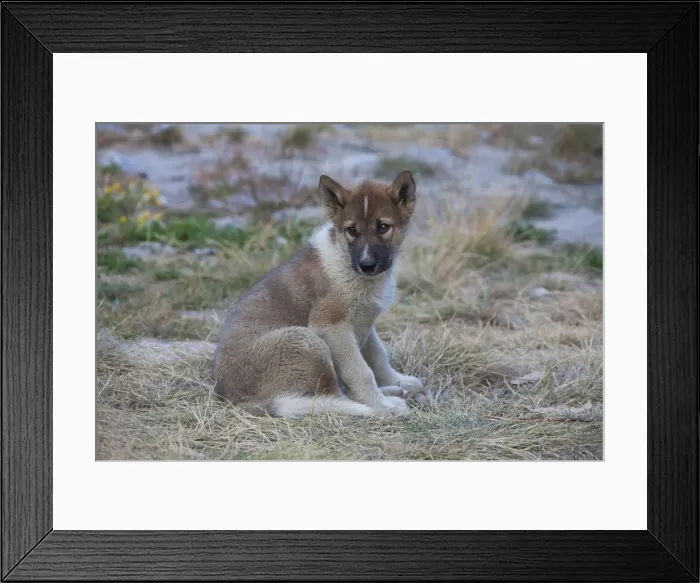Framed Print : Picture No. 11992207 Framed Print : Picture No. 11992207