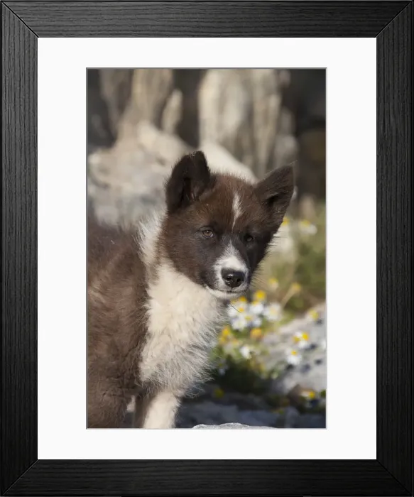 Framed Print : Picture No. 11992208 Framed Print : Picture No. 11992208