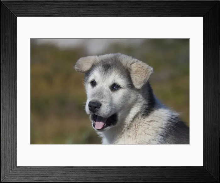 Framed Print : Picture No. 11992211 Framed Print : Picture No. 11992211