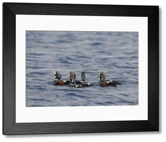 Framed Print : Picture No. 11992216 Framed Print : Picture No. 11992216
