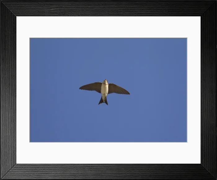 Framed Print : Picture No. 11992222