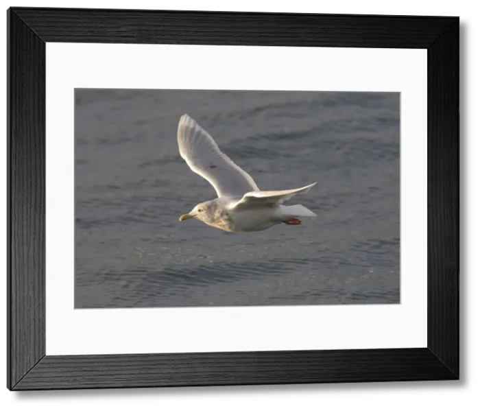 Framed Print : Picture No. 11992226 Framed Print : Picture No. 11992226