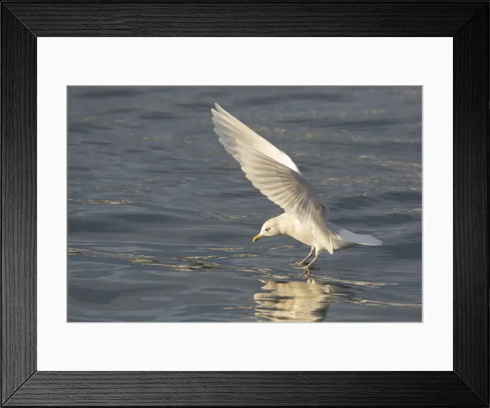 Framed Print : Picture No. 11992227 Framed Print : Picture No. 11992227