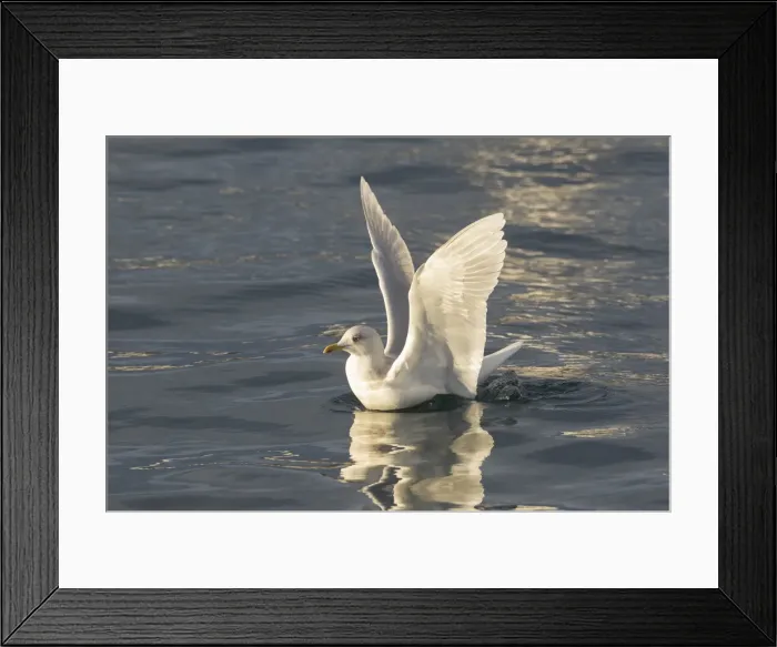 Framed Print : Picture No. 11992228 Framed Print : Picture No. 11992228