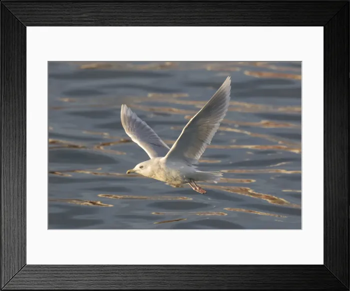 Framed Print : Picture No. 11992229 Framed Print : Picture No. 11992229