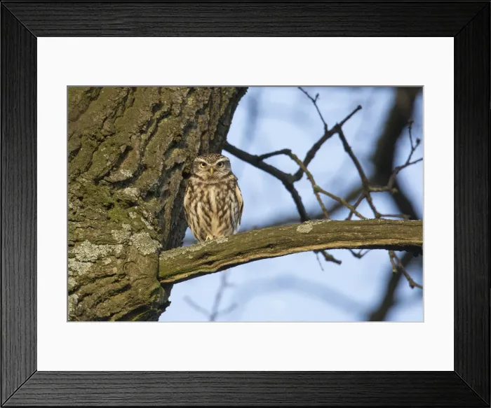 Framed Print : Picture No. 11992288 Framed Print : Picture No. 11992288