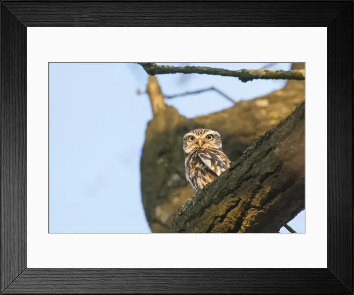 Framed Print : Picture No. 11992289 Framed Print : Picture No. 11992289